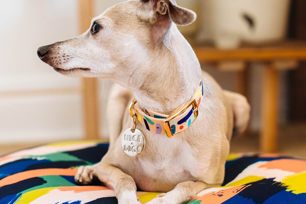 Nice Digs - Confetti - Dog Collar