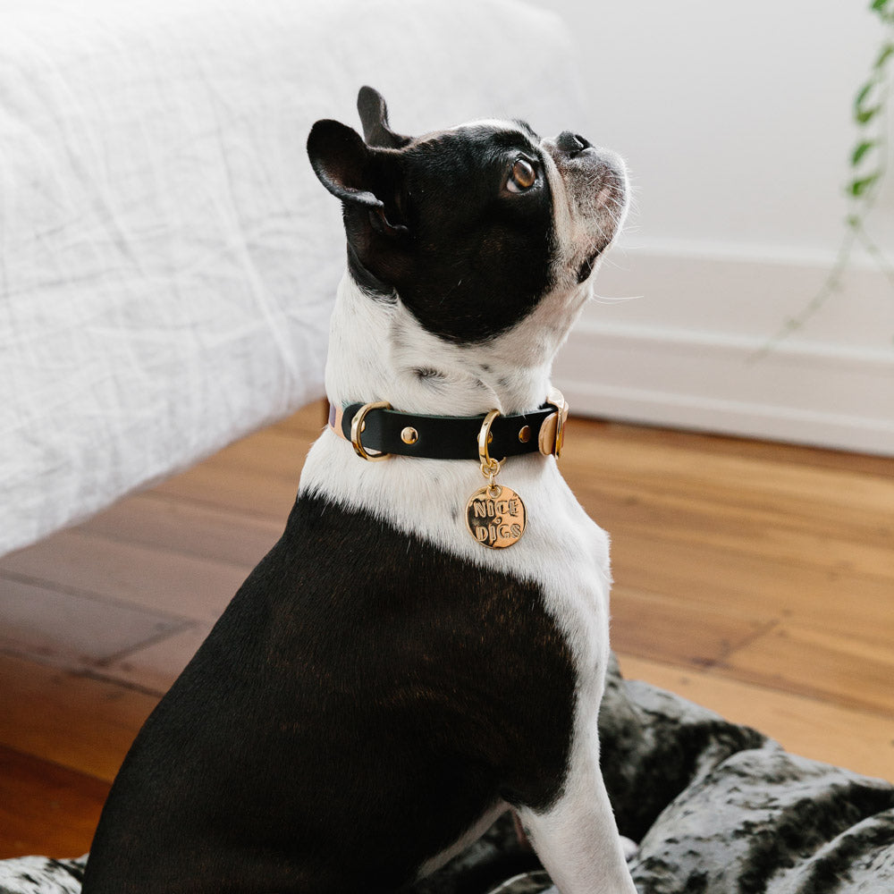 Nice Digs - Two Tone Dog Collar - Shapes