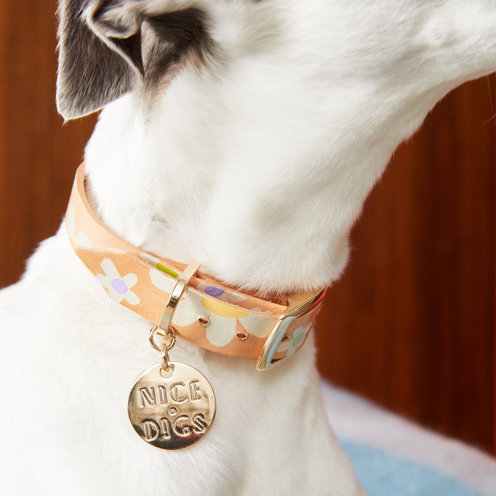 Nice Digs - Posie - Dog Collar - Multi